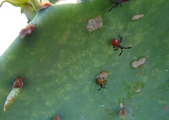 Narnia Femorata - Leaffooted Bug (young ones) on Prickly Pear cactus which they 'milk'