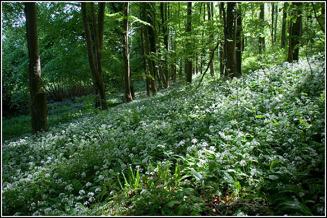 Wild Garlic