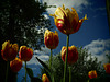 Tulips with Higher Aspirations
