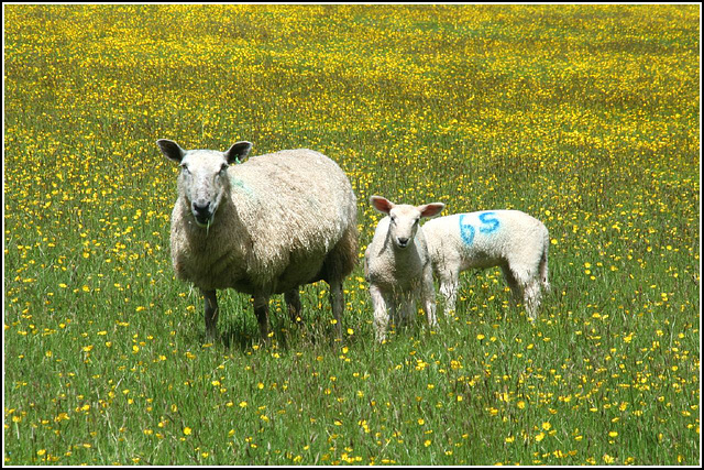 Family outing