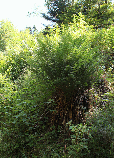 Athyrium filix-femina