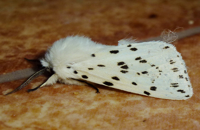 White Ermine Moth 2