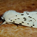White Ermine Moth 2