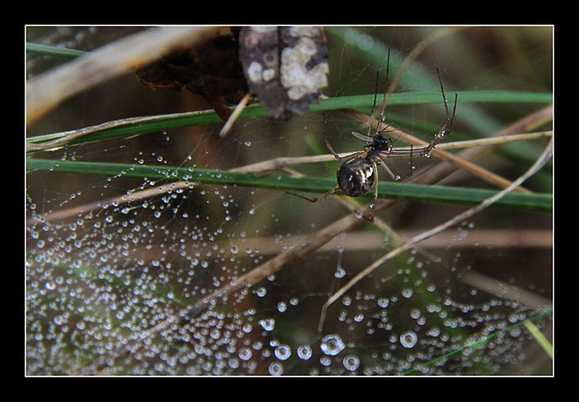 Spiderweb