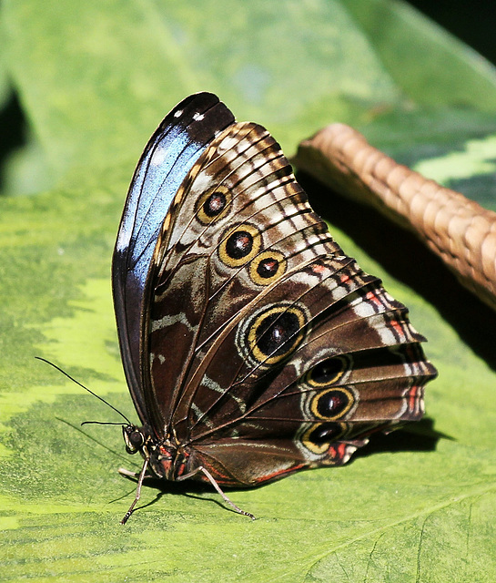 Blauer Morphofalter