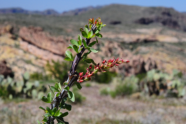 Ocotillo