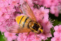 Hover Fly (a)
