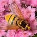 Hover Fly (a)