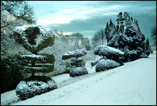 topiary