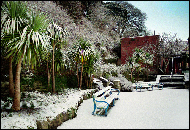 frozen palms