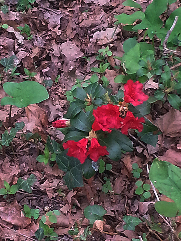 20130511 090Hw Rhododendron