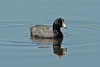 American coot