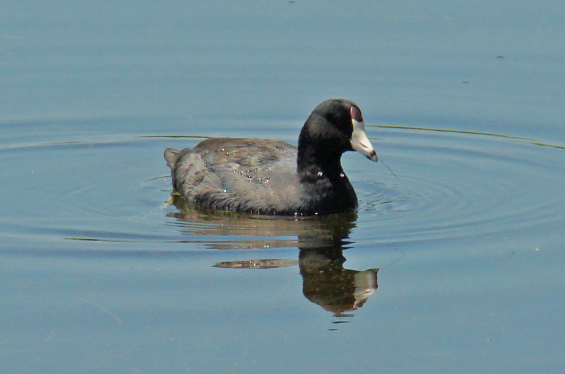 American coot