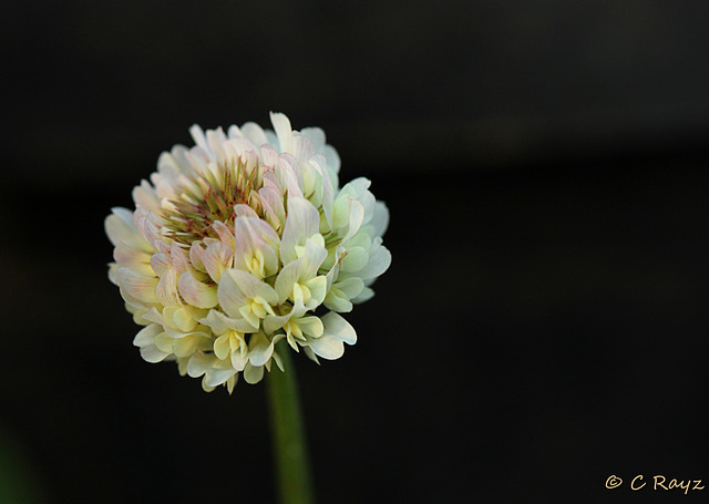 Patio Life: Clover