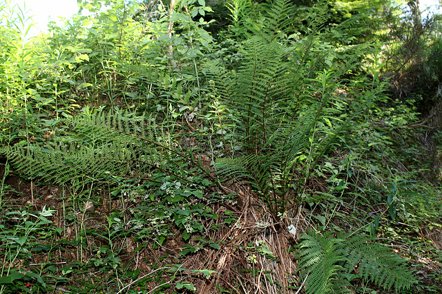 Athyrium filix-femina