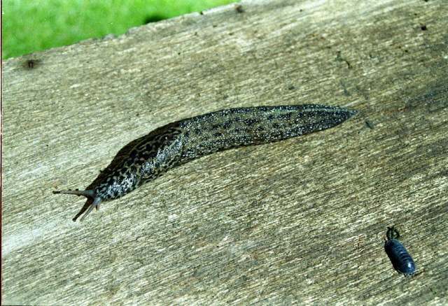 Leopard Slug