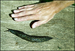 a BIG slug