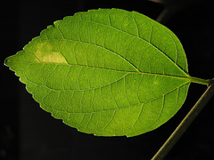 leaf 120108 004