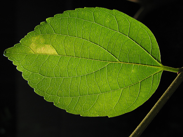 leaf 120108 004