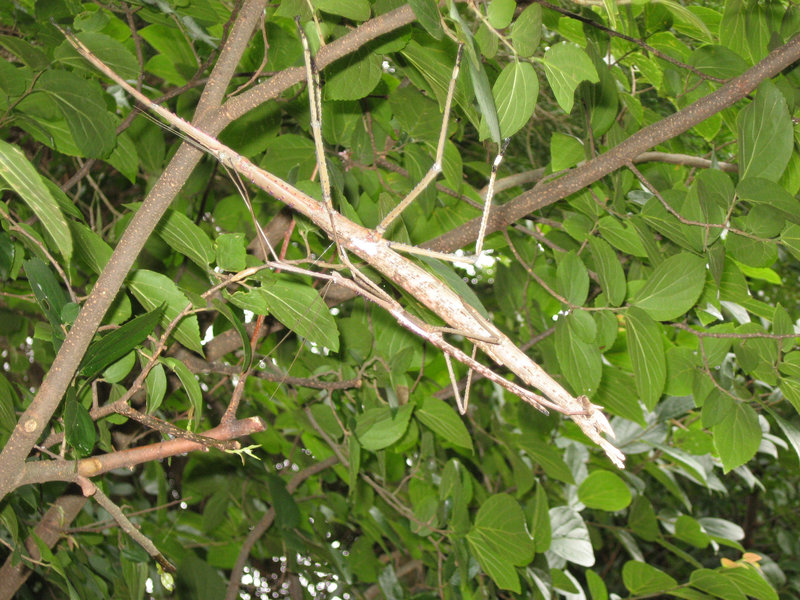Stick insects 003