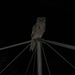 Tawny Frogmouth 0308 003