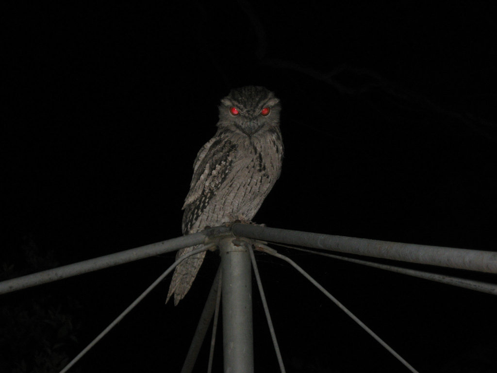 Tawny Frogmouth 0308 004