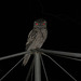 Tawny Frogmouth 0308 004