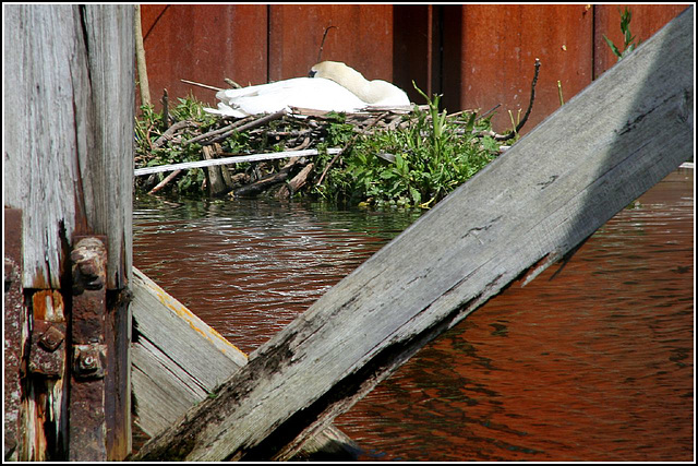 Swan nesting