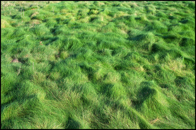 sea grass