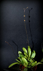 Platystele misera - Orchidaceae