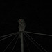 Tawny Frogmouth 0308 005