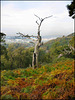 dead tree