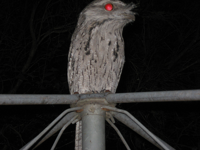 Tawny Frogmouth 0308 008