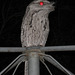 Tawny Frogmouth 0308 008