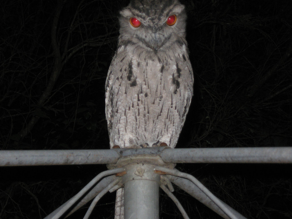 Tawny Frogmouth 0308 007