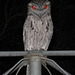 Tawny Frogmouth 0308 007