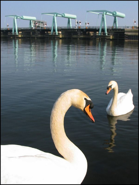 swans and bridges