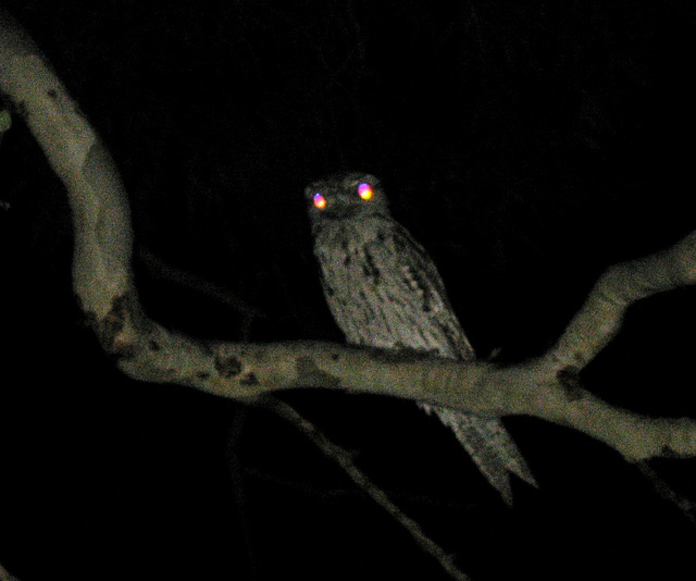 Copy of Tawny Frogmouth 0308 009