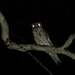 Copy of Tawny Frogmouth 0308 009