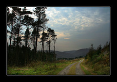 Forest track