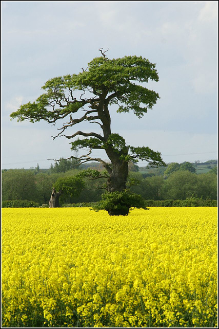 Tree in a yellow field