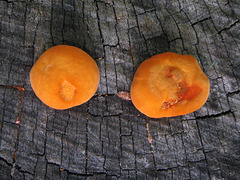 Fungi on stump 0308