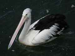 Pelican 0208