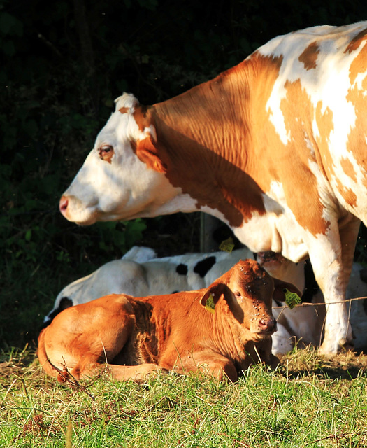 Kuh mit Kalb