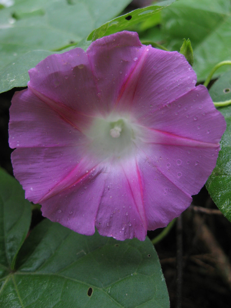 flower 0308 006