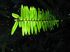 fishbone fern 0408 007