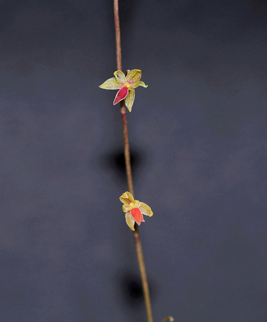 Platystele misera - Orchidaceae Platystele misera - Orchidaceae