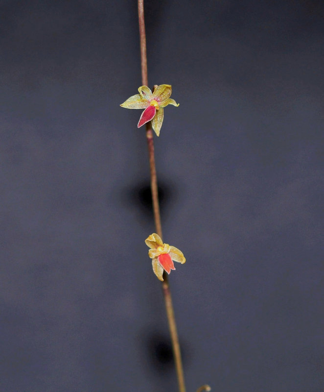 Platystele misera - Orchidaceae
