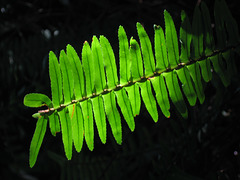 fishbone fern 0408 010