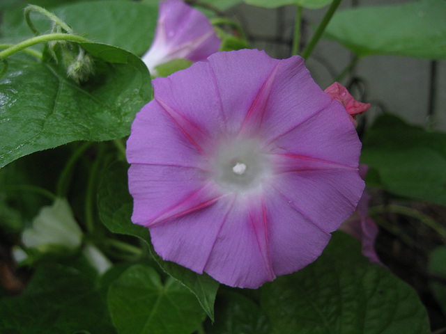 flower 0308 005